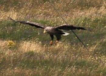 The resident White Tailed Sea Eagle