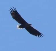 Sea Eagle soaring above Bee Caravan