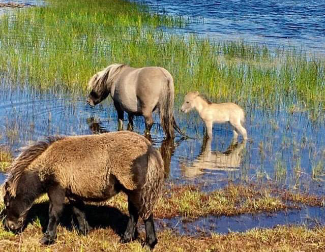 Wild Ponies (and baby!)