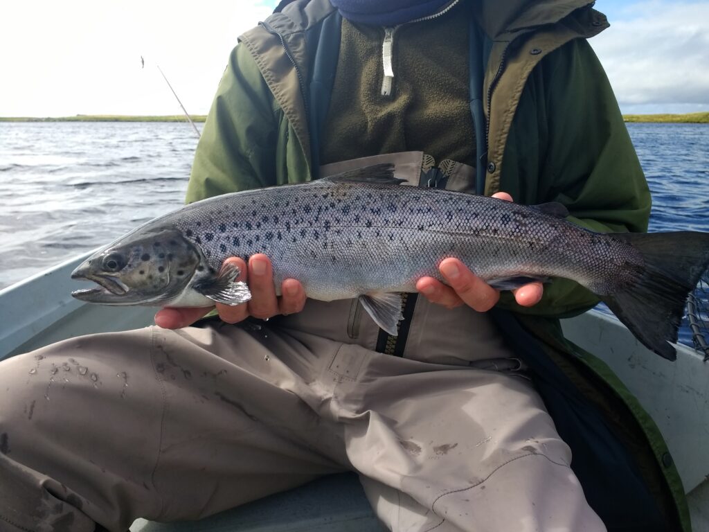 A superb South Uist Sea Trout