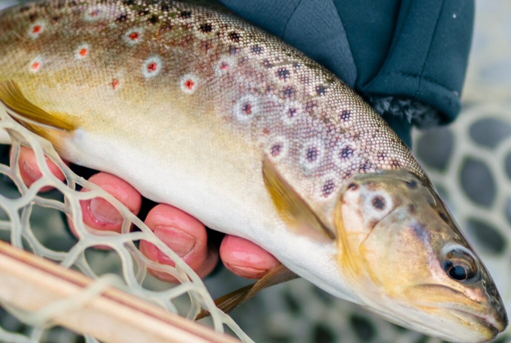 A specimen brown trout.